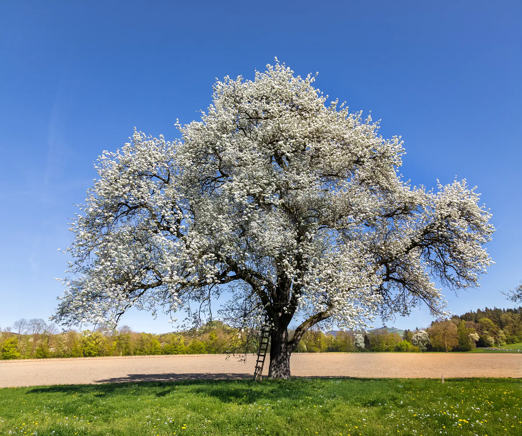 Blühender Baum unter blauem Himmel