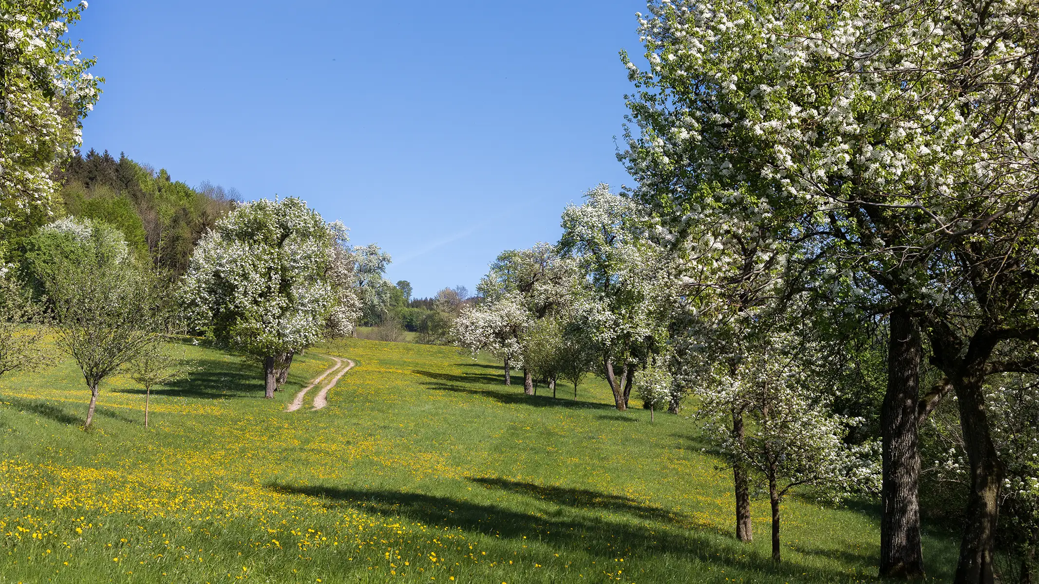 Wiesenweg zwischen blühenden Bäumen