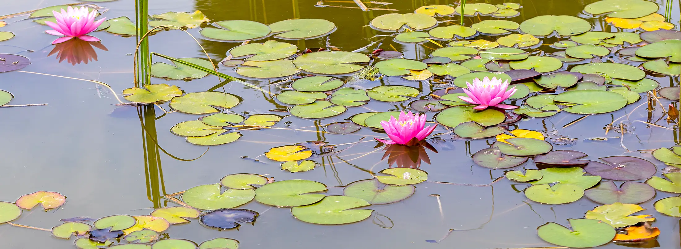 Rosa Seerosen auf einem Teich